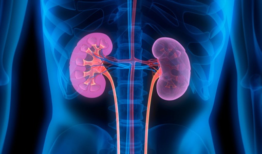 how-to-clean-your-kidneys