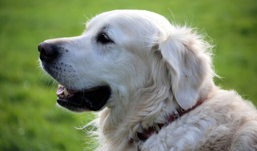 how-long-do-dogs-stay-pregnant