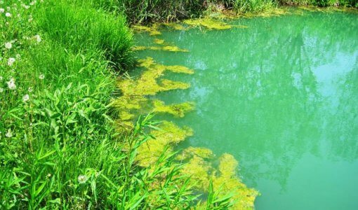 how-to-kill-algae-in-a-pond