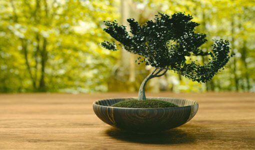 how-to-make-a-bonsai-tree