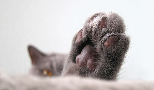how-to-remove-cat-urine-from-clothes