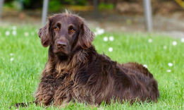 How to Train Your Dog to Stay in the Yard?